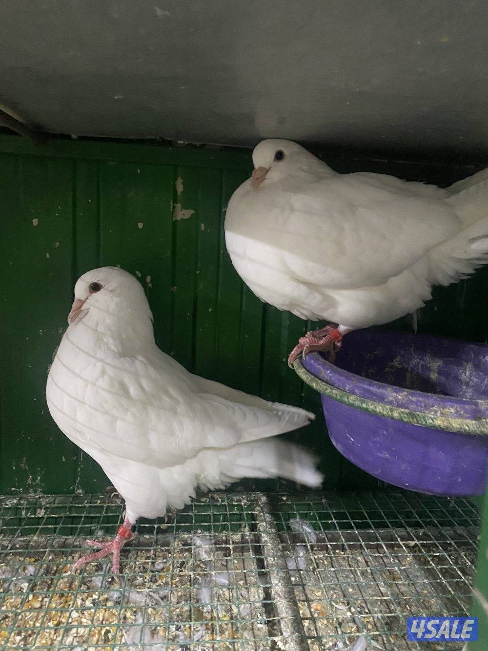 للبيع لاحم فرنسي12