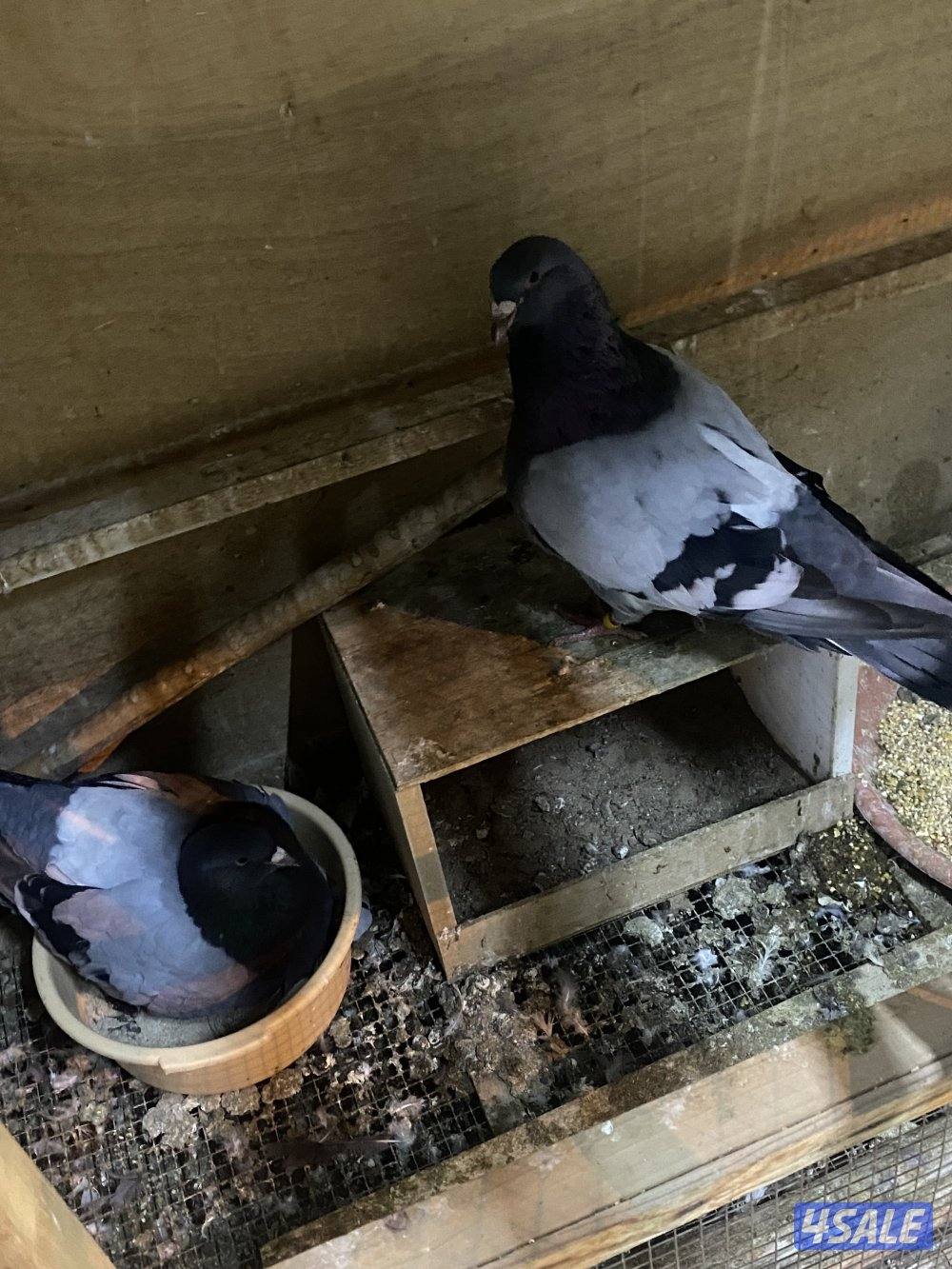 للبيع لاحم فرنسي13