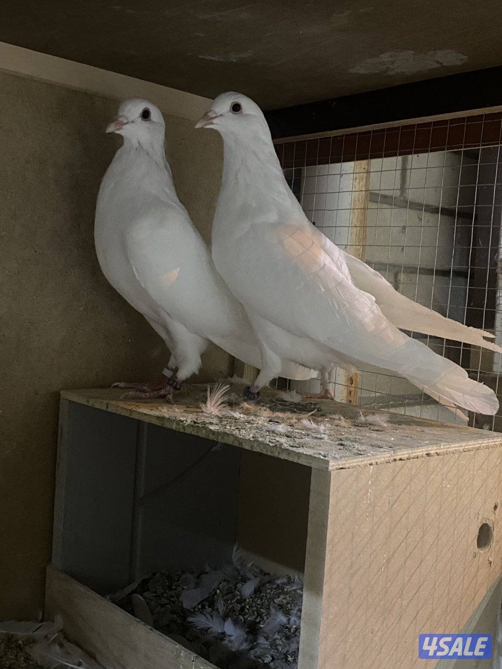 للبيع لاحم فرنسي14