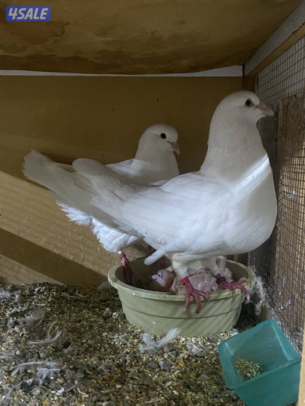 للبيع لاحم فرنسي15