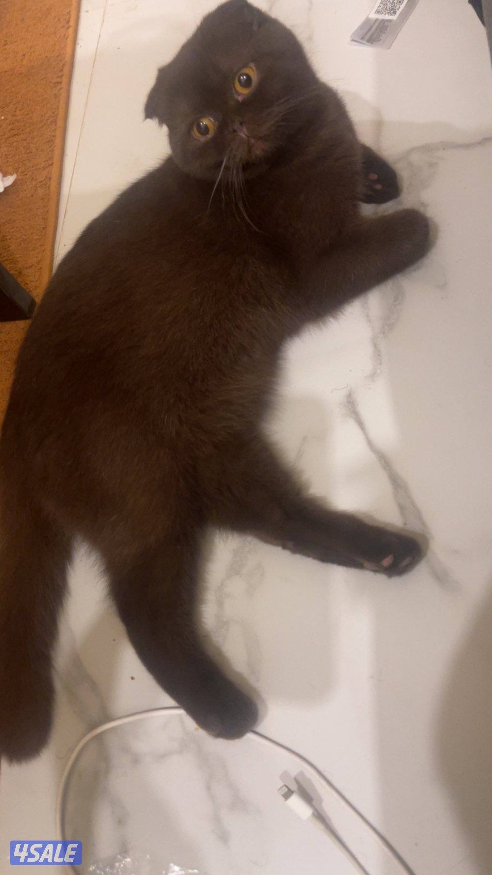 مطلوب ذكر ستريت للتزاوج مع النثيه الجوكليت الي بالصوره0