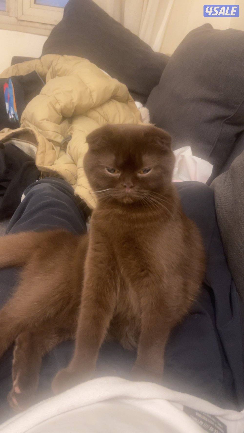 مطلوب ذكر ستريت للتزاوج مع النثيه الجوكليت الي بالصوره1