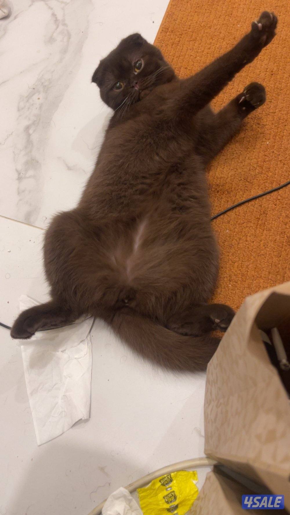 مطلوب ذكر ستريت للتزاوج مع النثيه الجوكليت الي بالصوره2