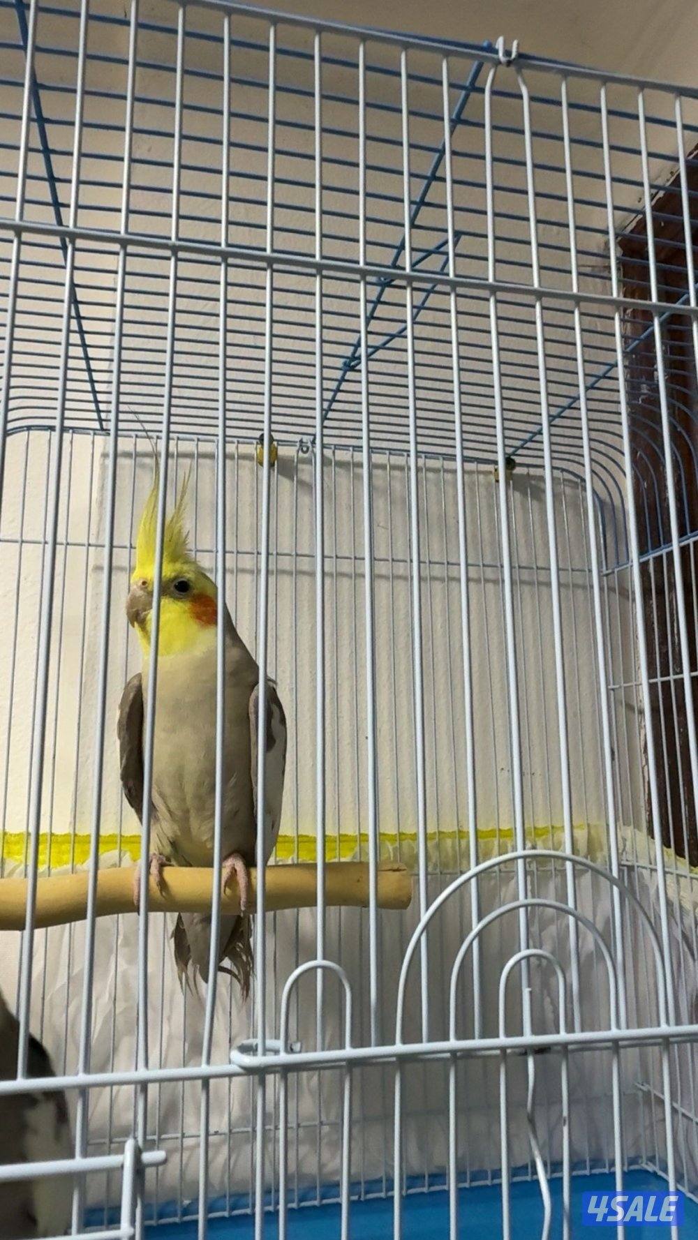 للبيع طير كوكتيل او كروان ذكر ولعوب0