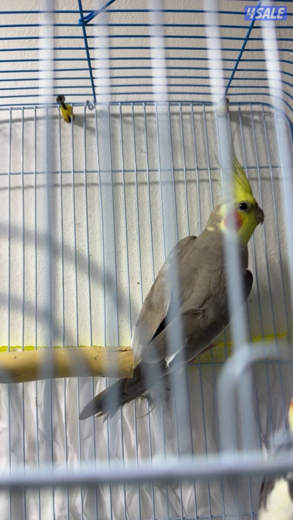 للبيع طير كوكتيل او كروان ذكر ولعوب1