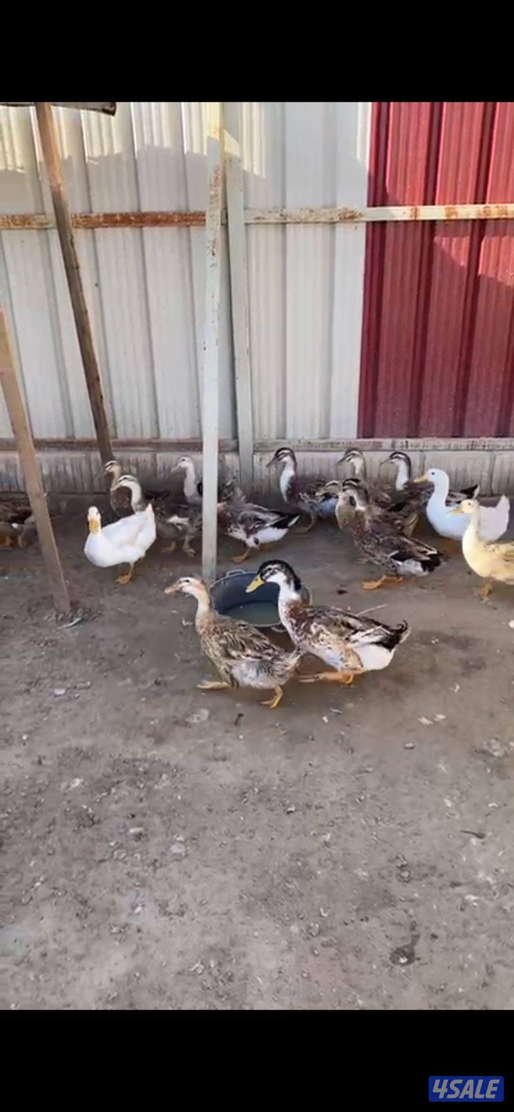 للبيع بط فرنسي عدد30 حبه چبره كامله شرط البيض والصحه والبيع جمله0