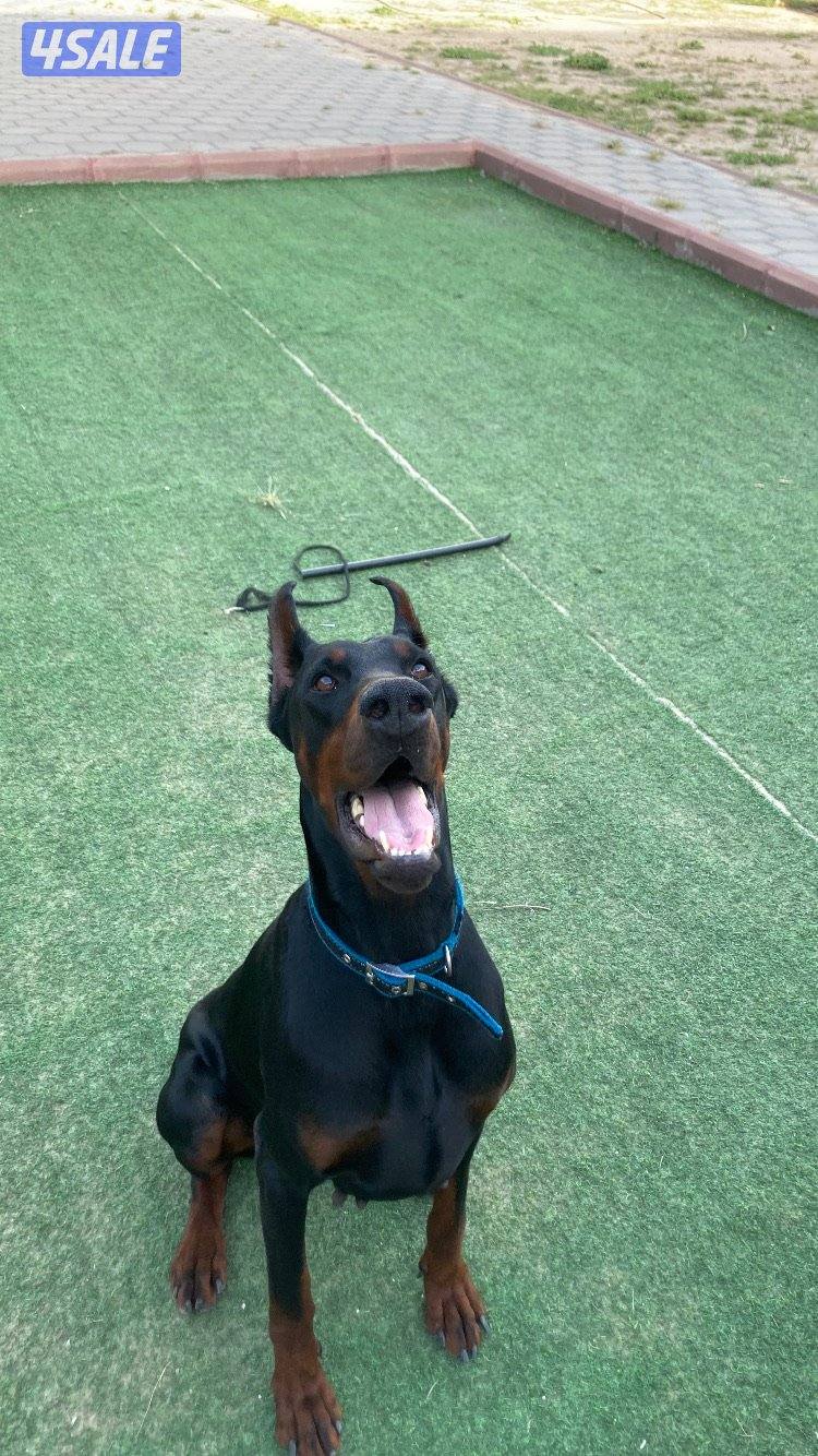 Doberman1