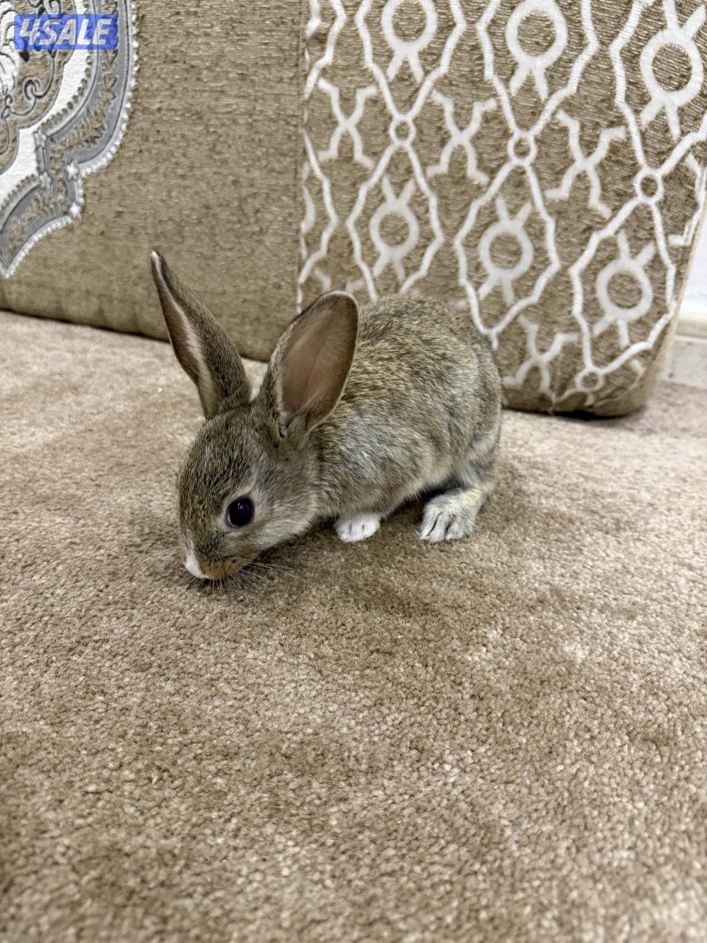 للبيع ارنبين0