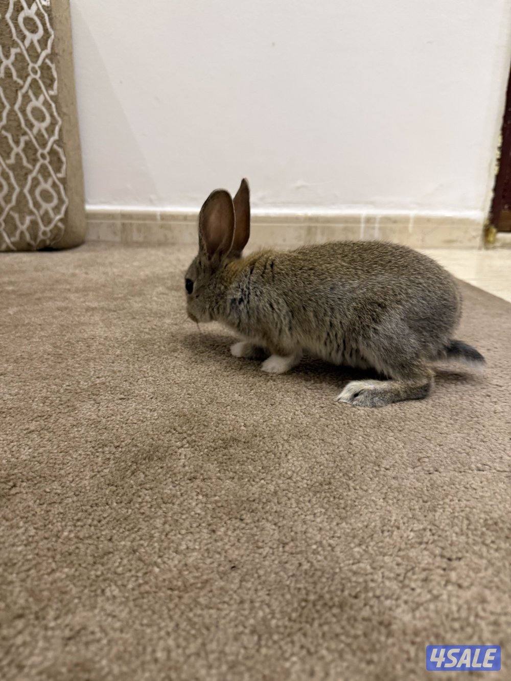 للبيع ارنبين1