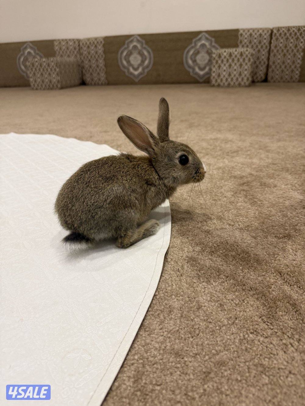 للبيع ارنبين2