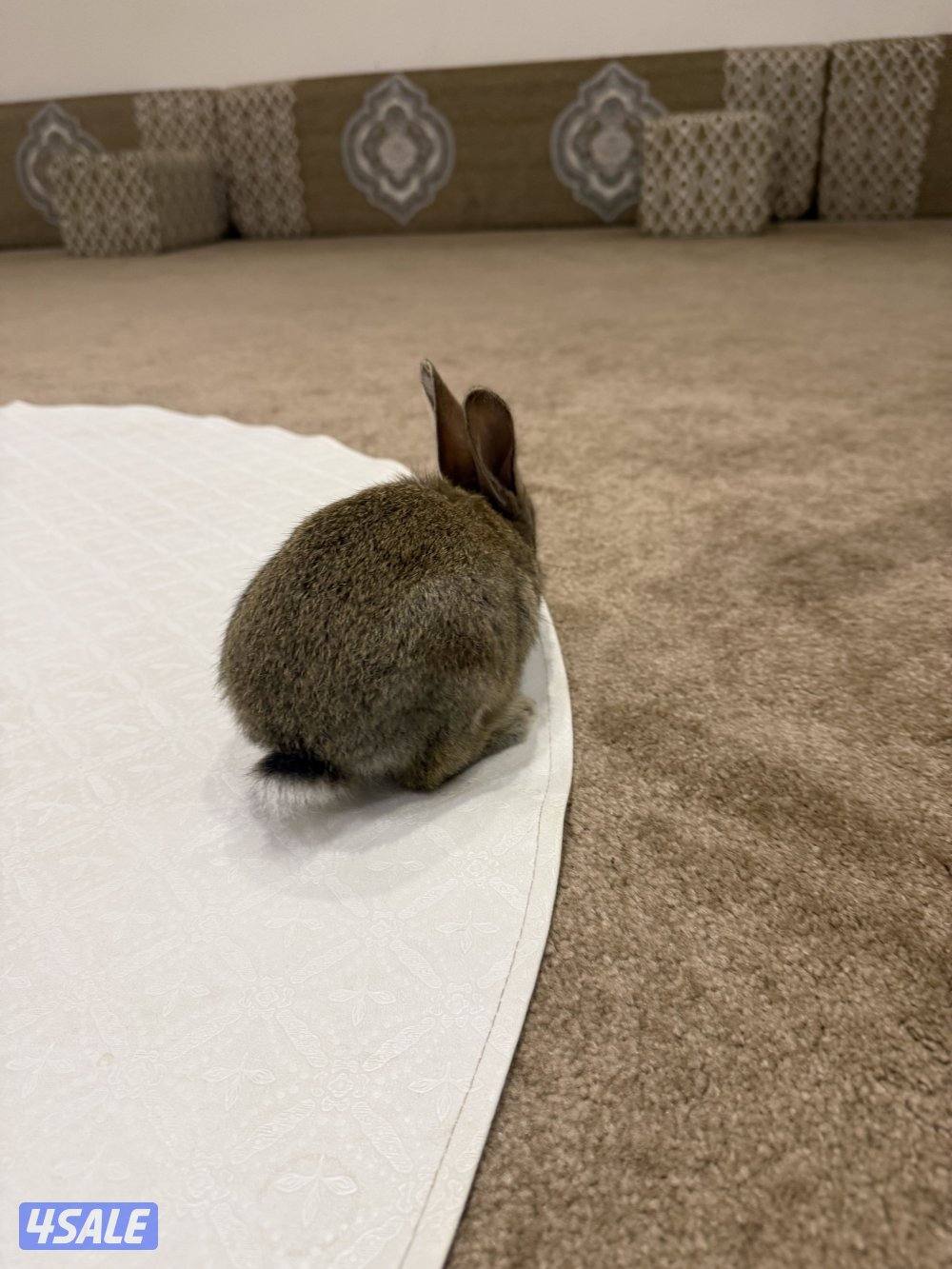 للبيع ارنبين3