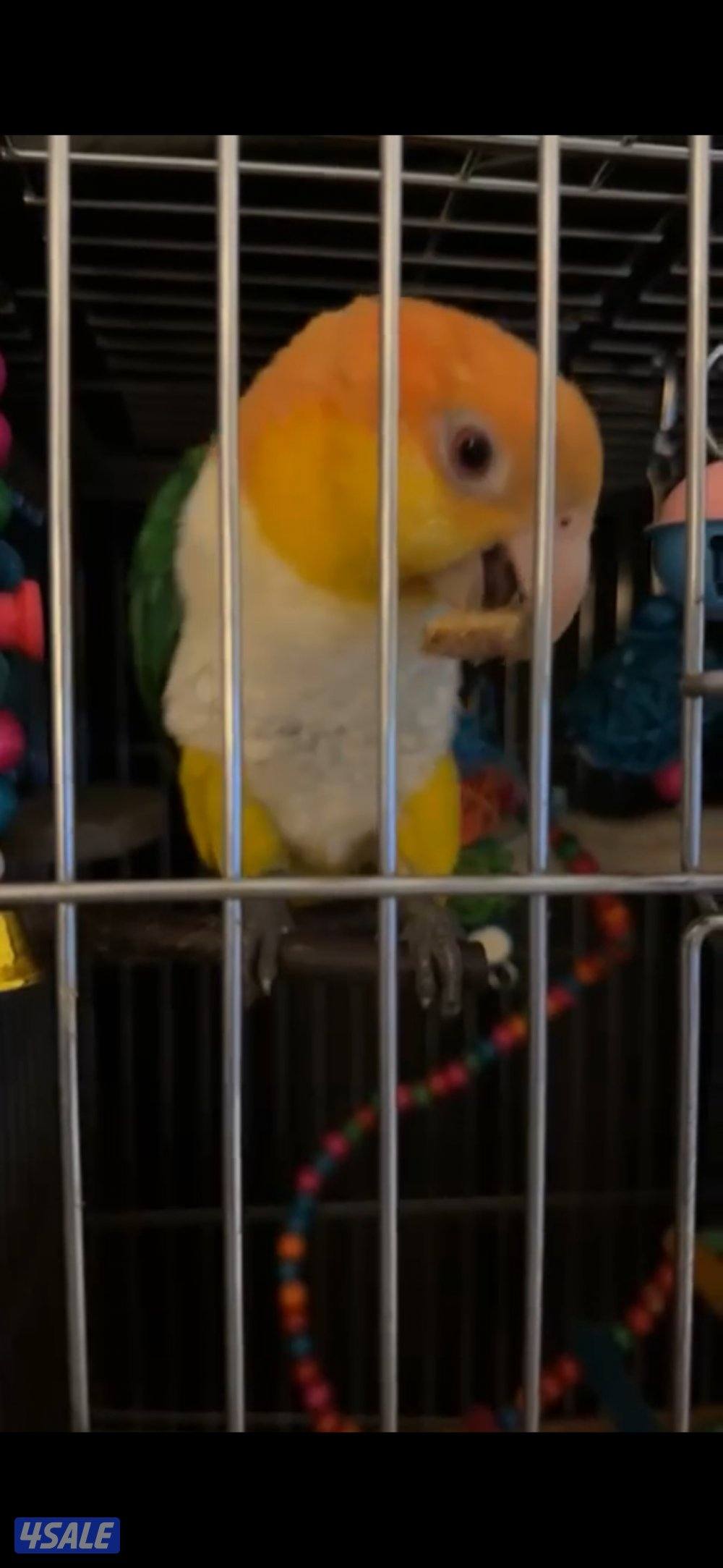 كايك وايت بيلي مواليد 20240