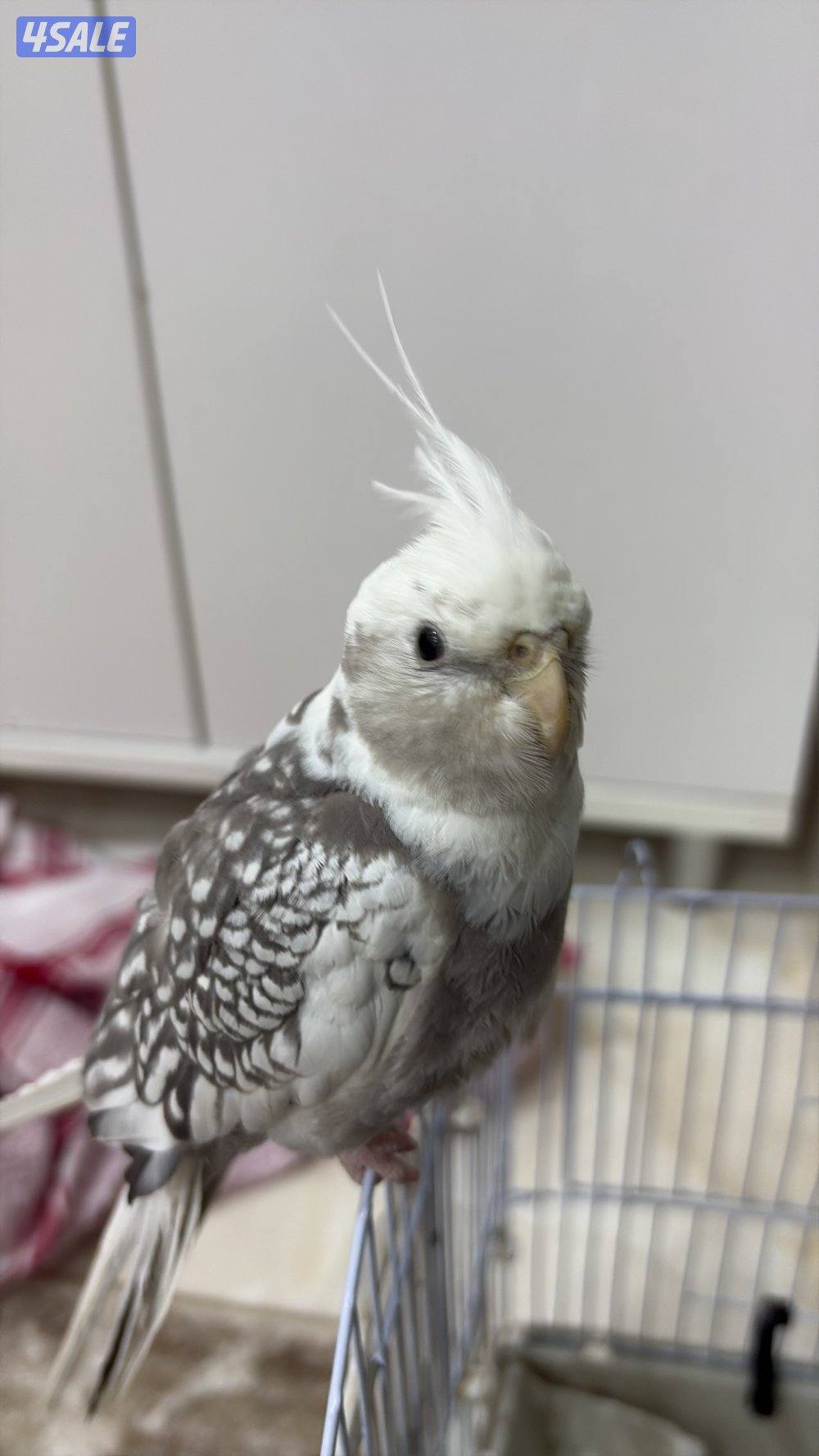 طير كروان انقليزي ربوه0