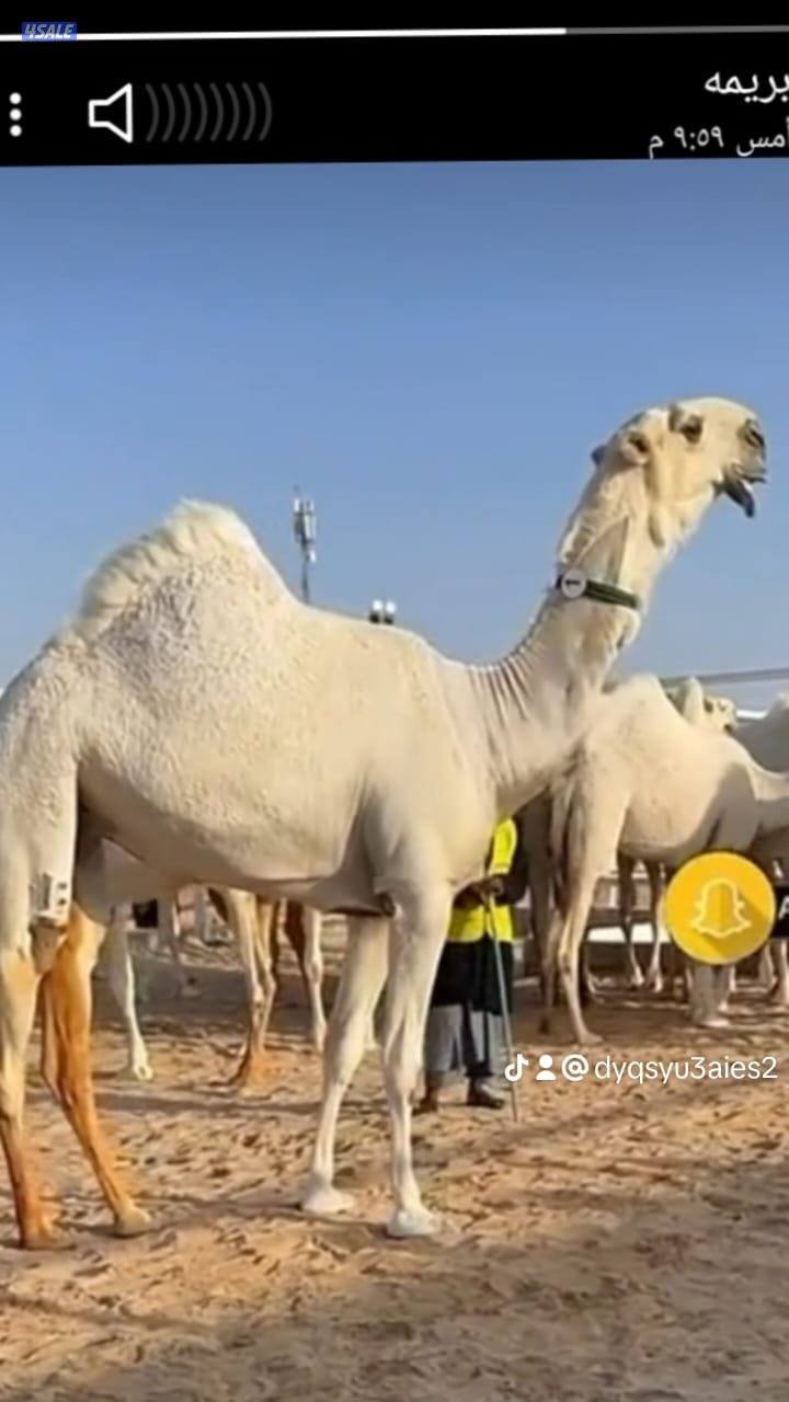 حلاقه وغسيل ابل0