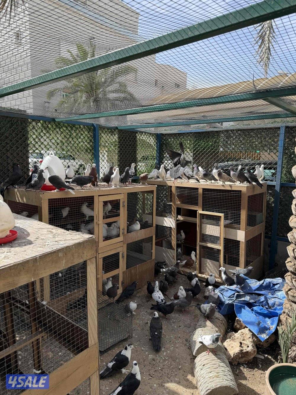 بيعه سريعه حمام بغدادي وفي مشكل يشابه البغدادي0