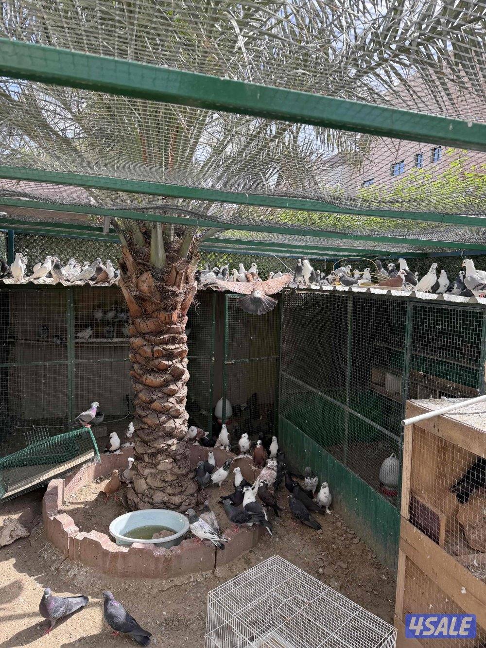 بيعه سريعه حمام بغدادي وفي مشكل يشابه البغدادي1