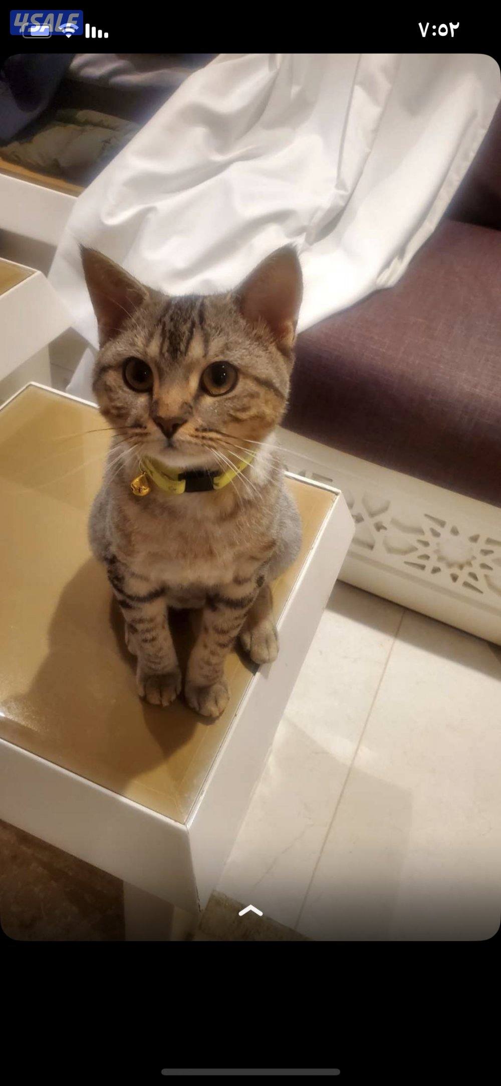 قطه للتبني0