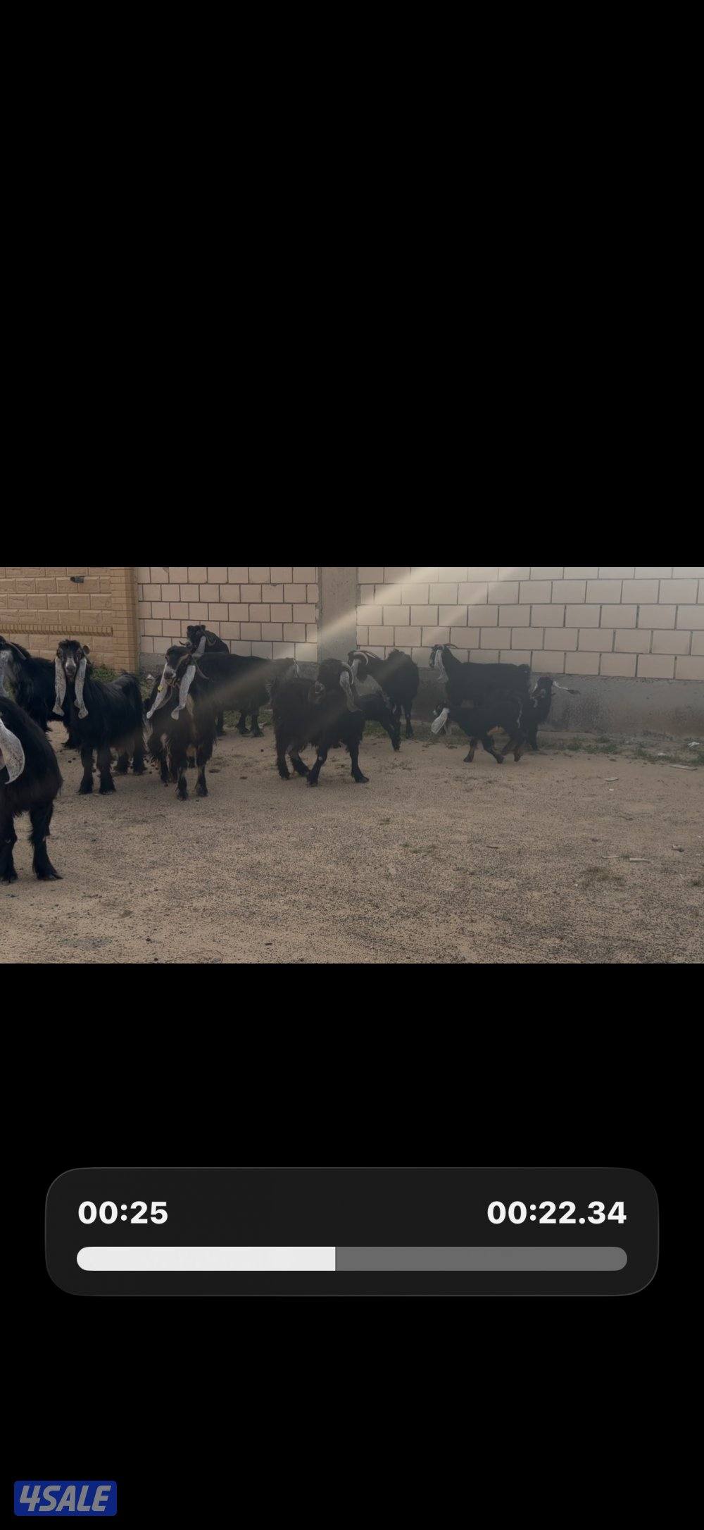 معزا عوارض ربش خصم الخصم العداد 12 مع التيس فيها ثلاث متاويم0