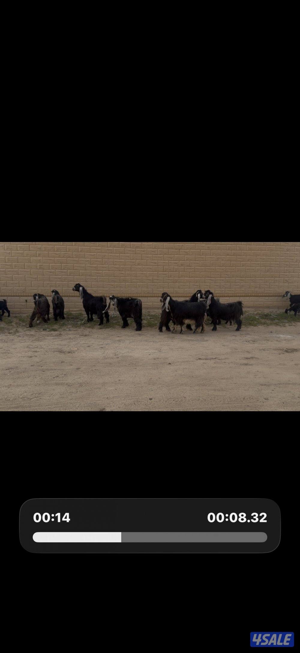 معزا عوارض ربش خصم الخصم العداد 12 مع التيس فيها ثلاث متاويم1