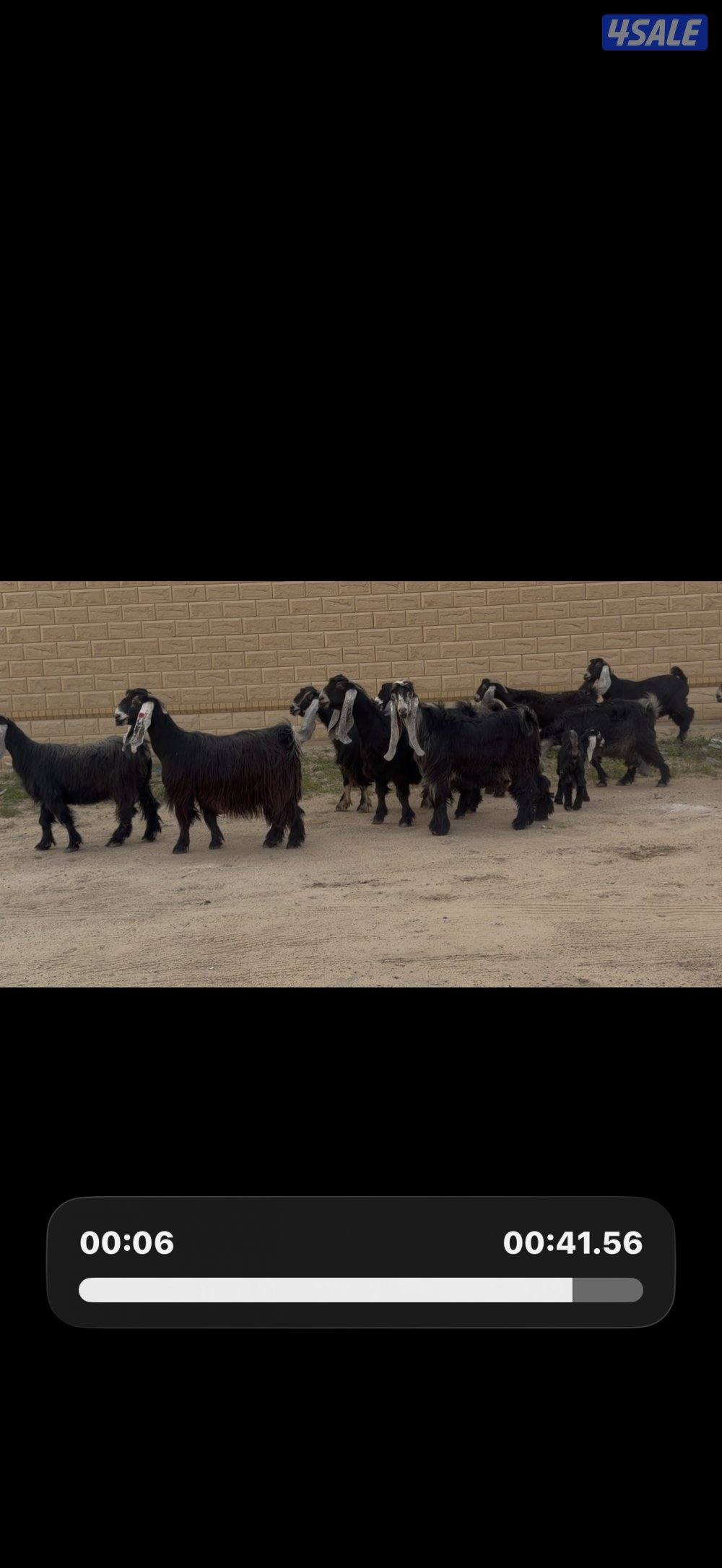 معزا عوارض ربش خصم الخصم العداد 12 مع التيس فيها ثلاث متاويم2