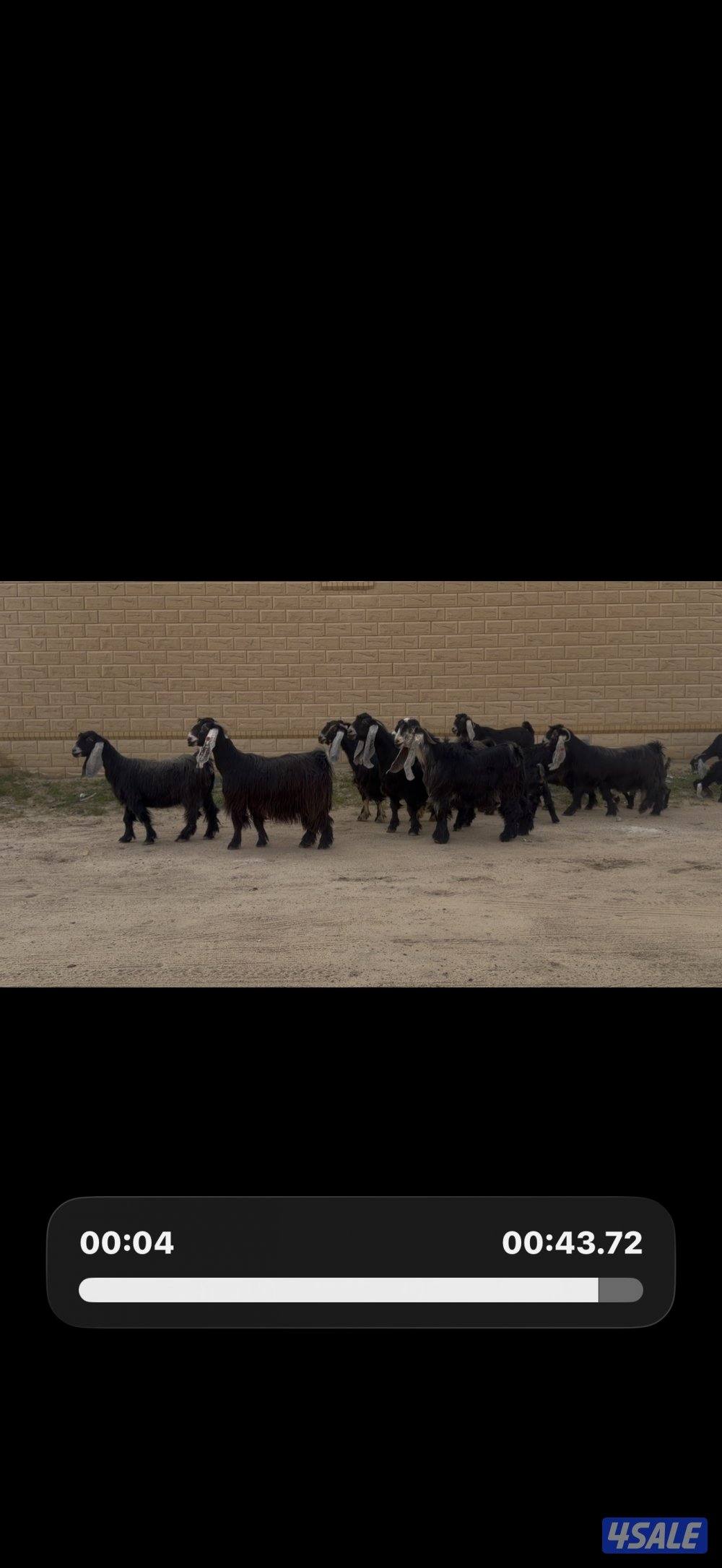 معزا عوارض ربش خصم الخصم العداد 12 مع التيس فيها ثلاث متاويم3