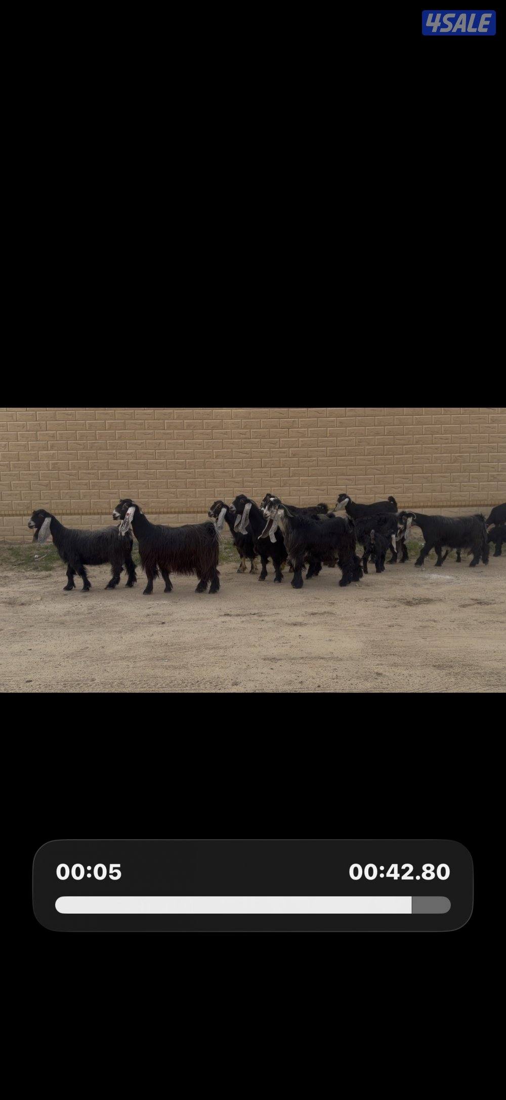 معزا عوارض ربش خصم الخصم العداد 12 مع التيس فيها ثلاث متاويم4