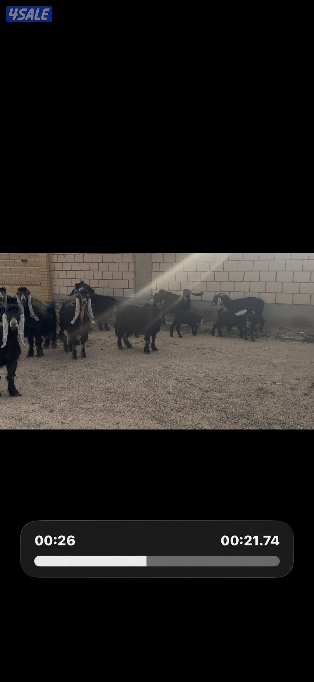 معزا عوارض ربش خصم الخصم العداد 12 مع التيس فيها ثلاث متاويم5