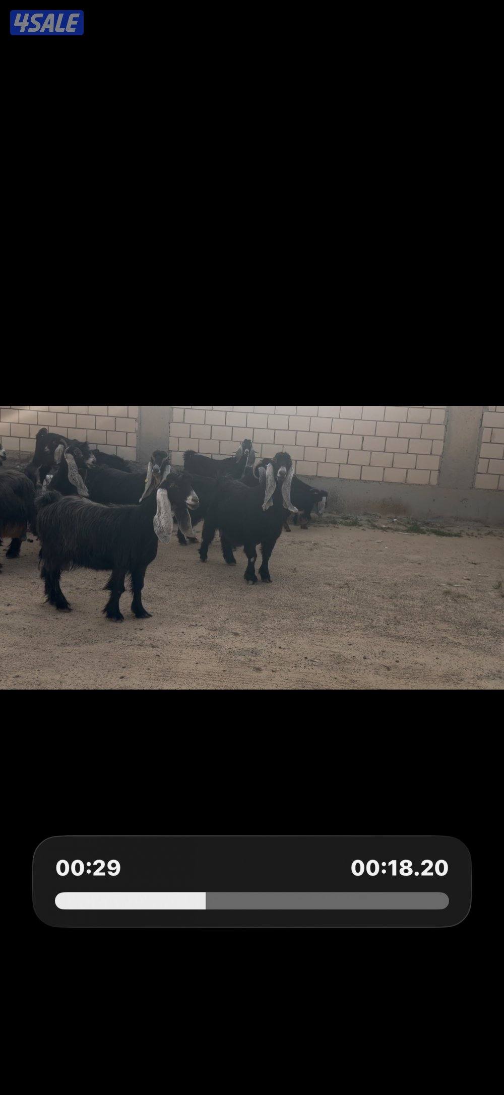 معزا عوارض ربش خصم الخصم العداد 12 مع التيس فيها ثلاث متاويم6