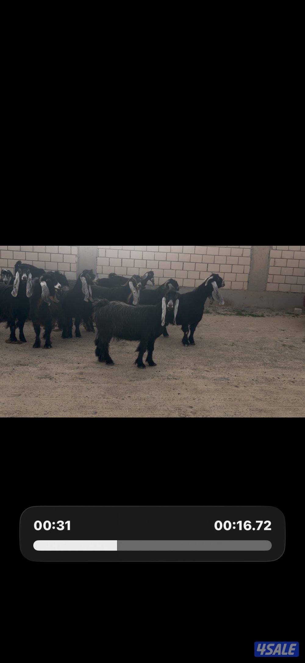 معزا عوارض ربش خصم الخصم العداد 12 مع التيس فيها ثلاث متاويم7