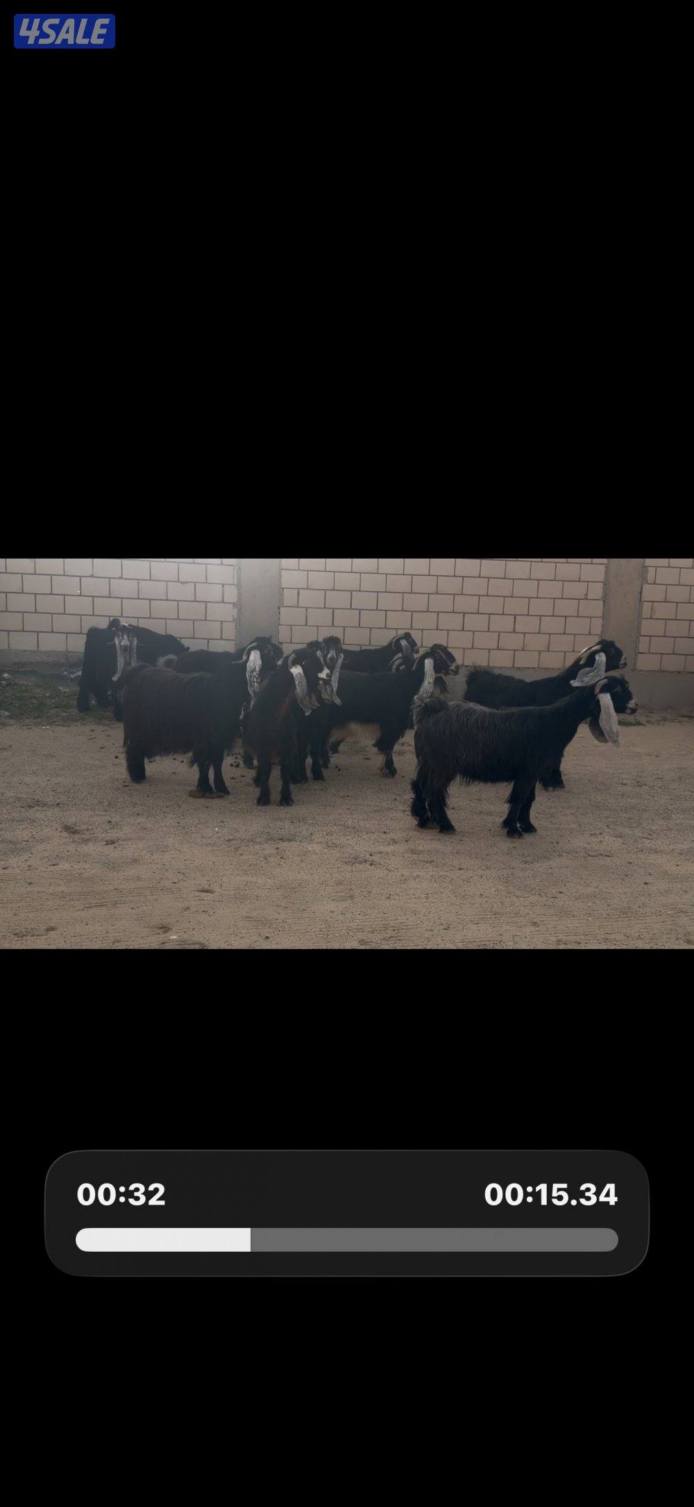 معزا عوارض ربش خصم الخصم العداد 12 مع التيس فيها ثلاث متاويم8