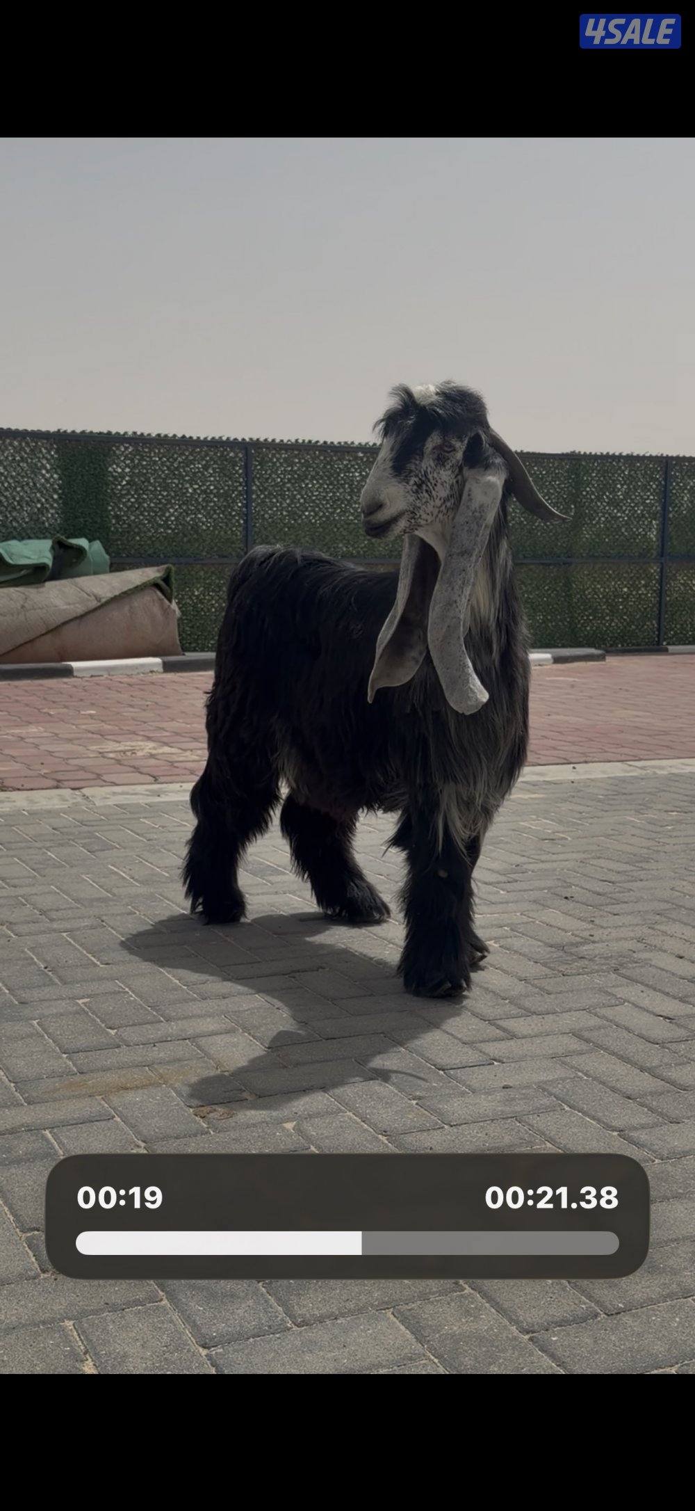 معزا عوارض ربش خصم الخصم العداد 12 مع التيس فيها ثلاث متاويم10