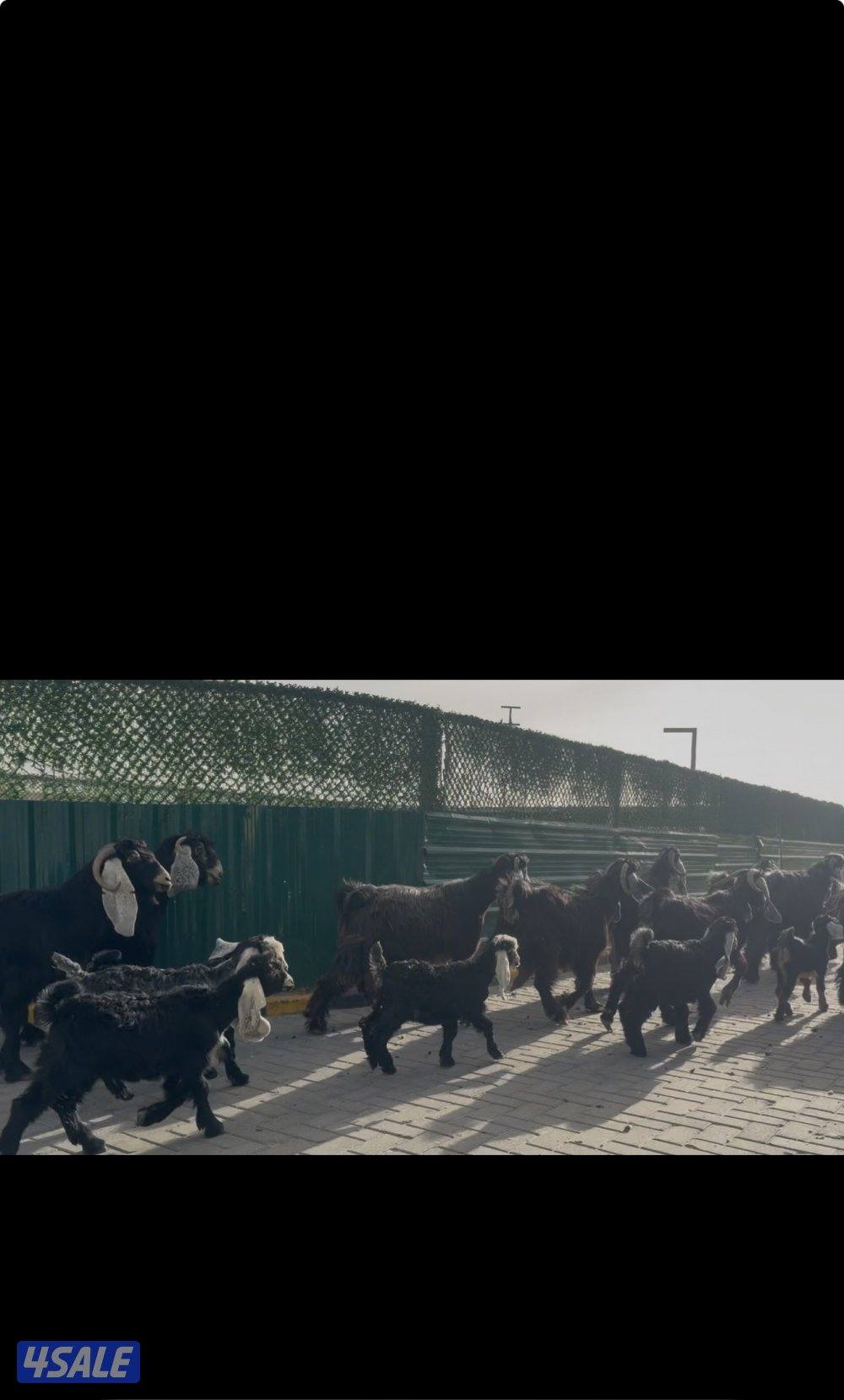 معزا عوارض ربش خصم الخصم العداد 12 مع التيس فيها ثلاث متاويم12