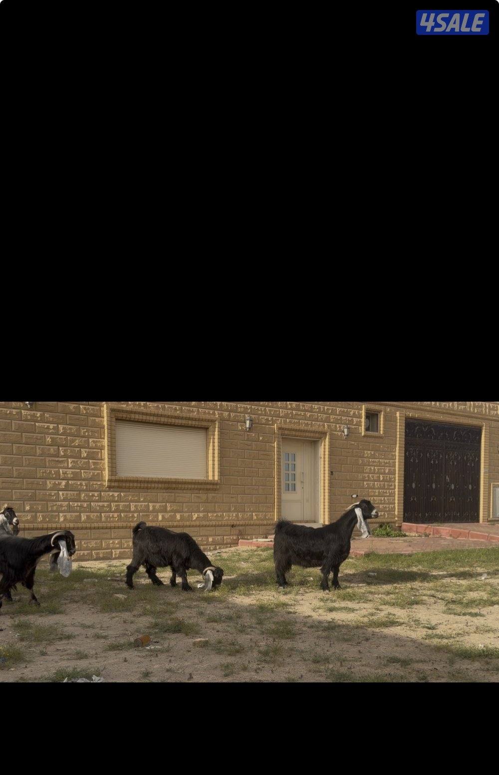 معزا عوارض ربش خصم الخصم العداد 12 مع التيس فيها ثلاث متاويم11