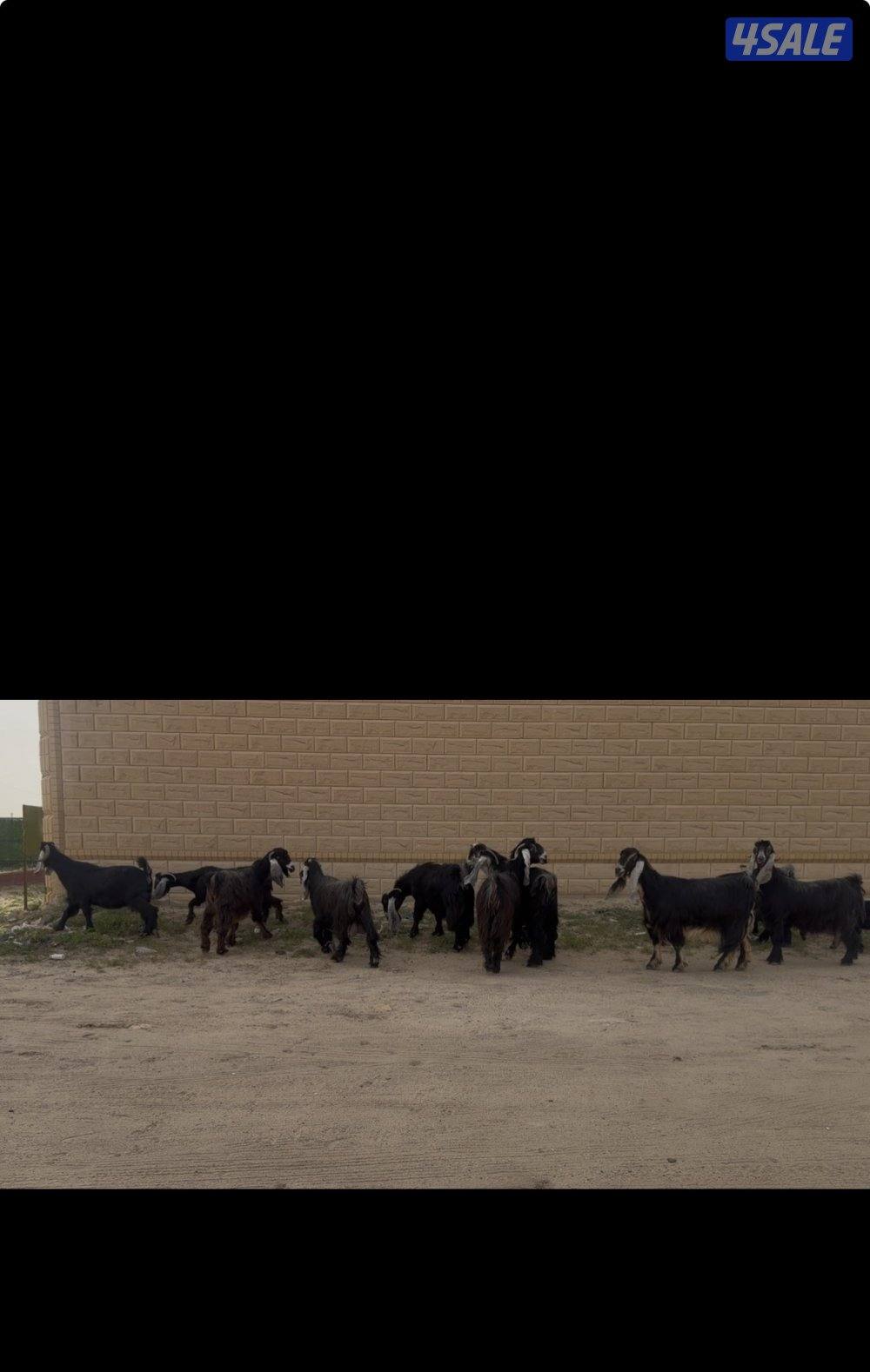 معزا عوارض ربش خصم الخصم العداد 12 مع التيس فيها ثلاث متاويم13