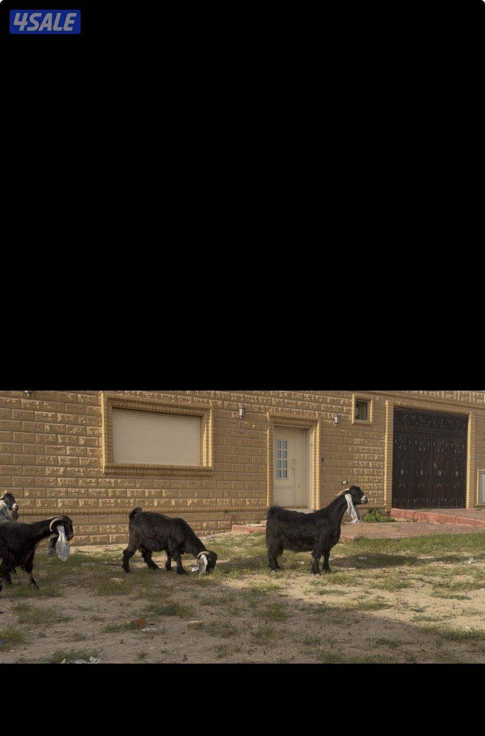 معزا عوارض ربش خصم الخصم العداد 12 مع التيس فيها ثلاث متاويم14