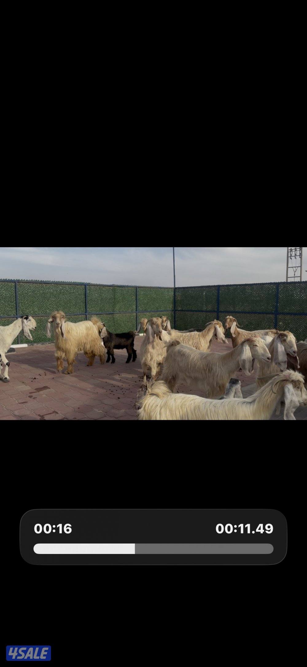 معزا عوارض كريميات العداد 13 مع التيس فيها مطافيل 10 تحتهم 110