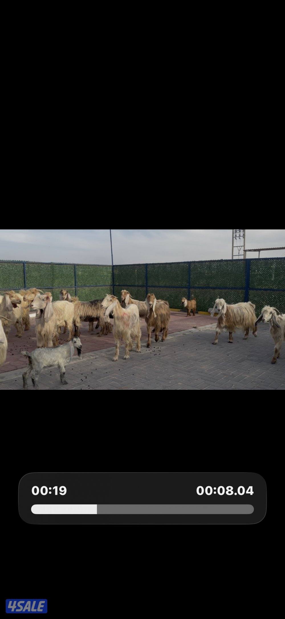 معزا عوارض كريميات العداد 13 مع التيس فيها مطافيل 10 تحتهم 111