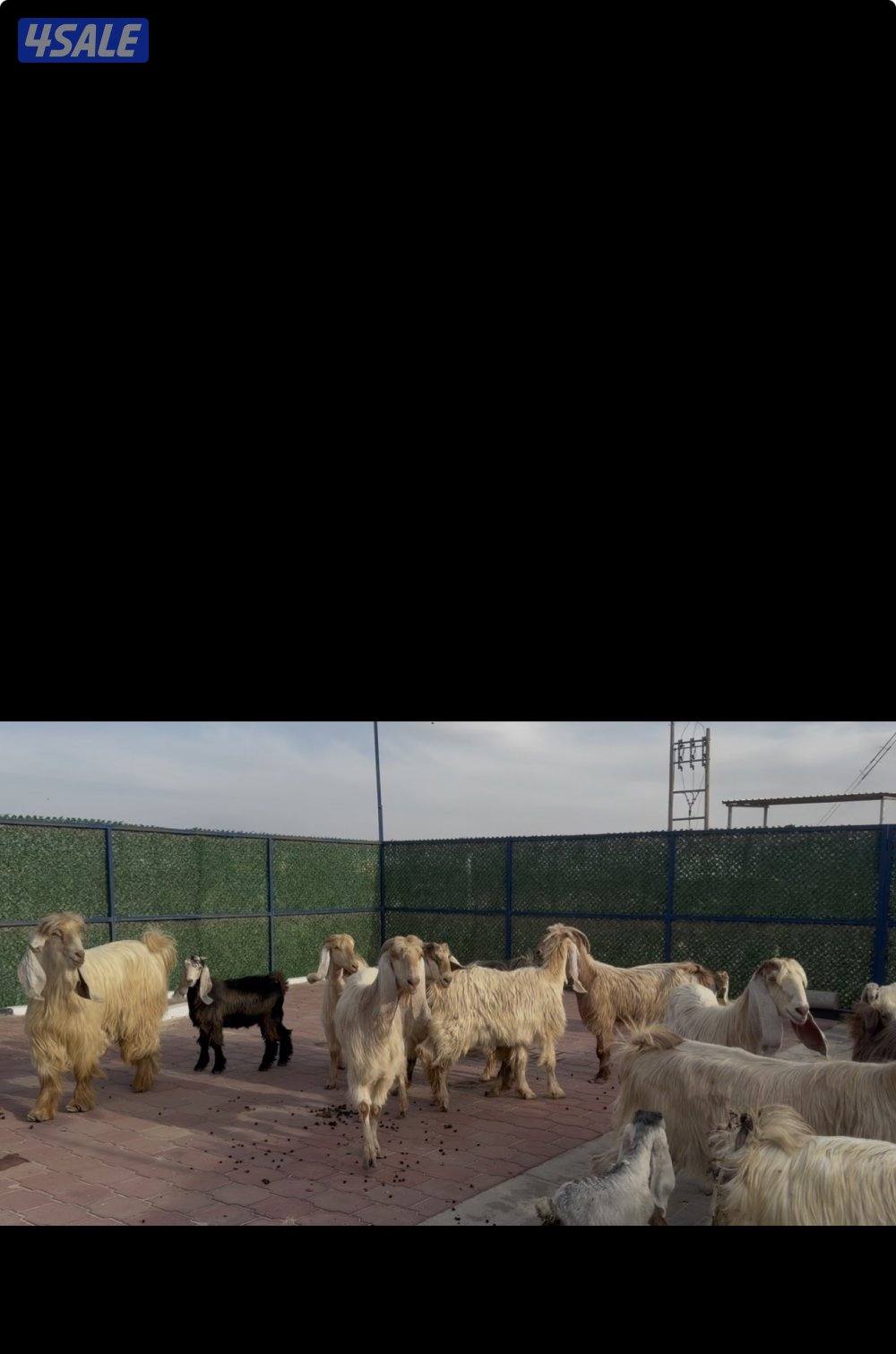 معزا عوارض كريميات العداد 13 مع التيس فيها مطافيل 10 تحتهم 112