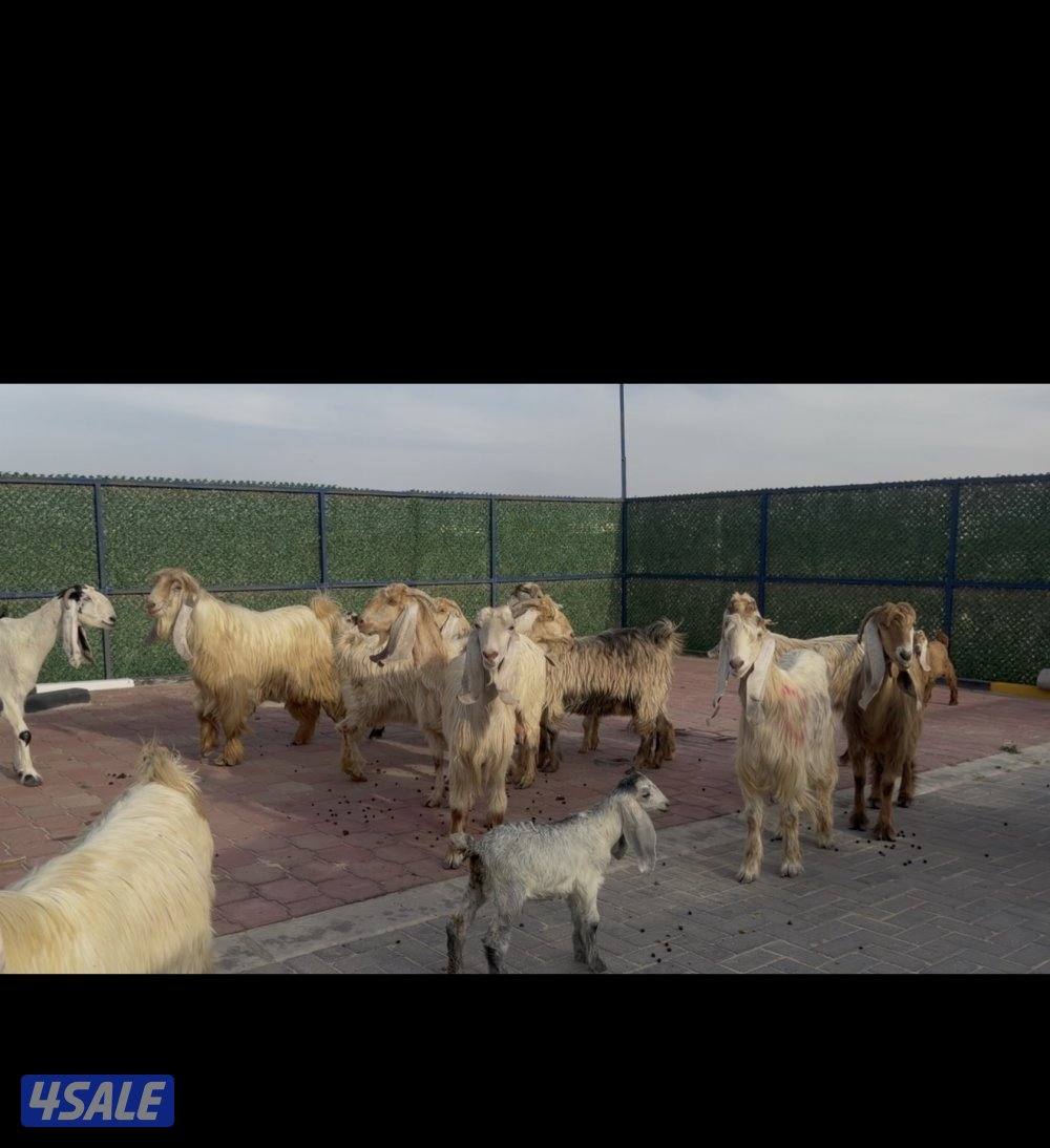 معزا عوارض كريميات العداد 13 مع التيس فيها مطافيل 10 تحتهم 113