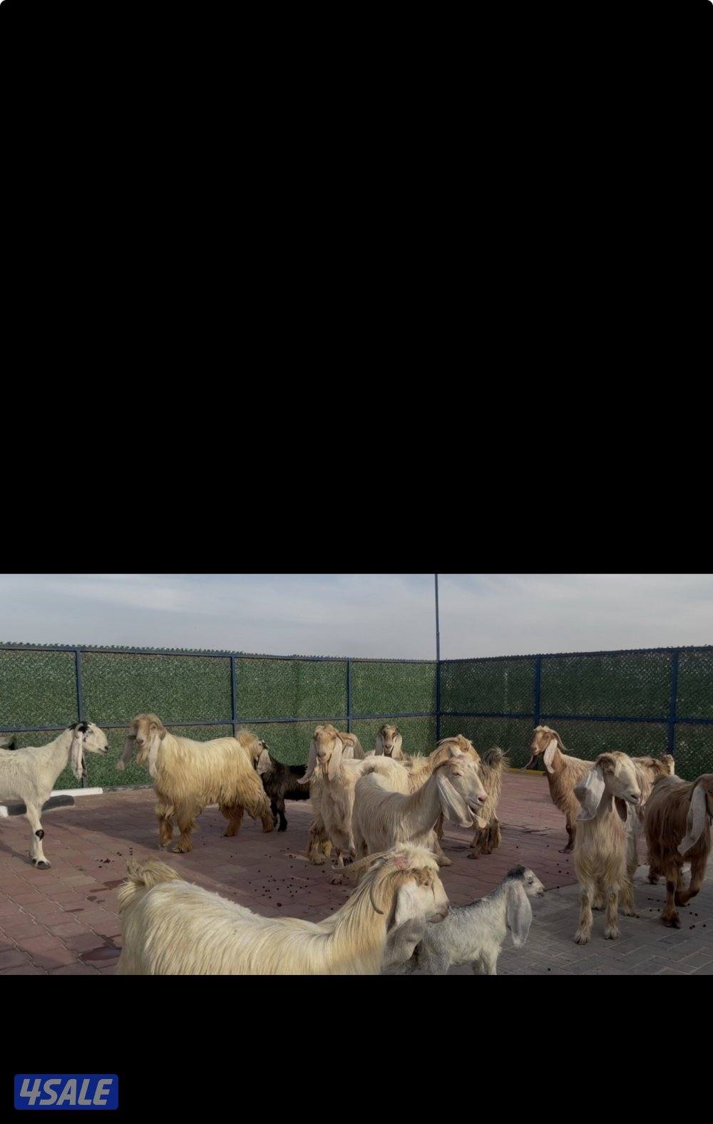 معزا عوارض كريميات العداد 13 مع التيس فيها مطافيل 10 تحتهم 114