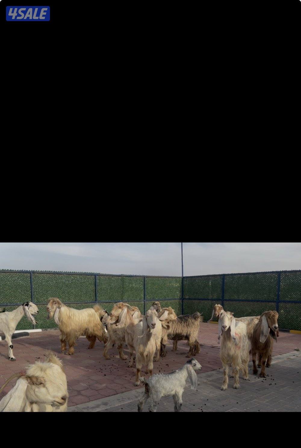 معزا عوارض كريميات العداد 13 مع التيس فيها مطافيل 10 تحتهم 115