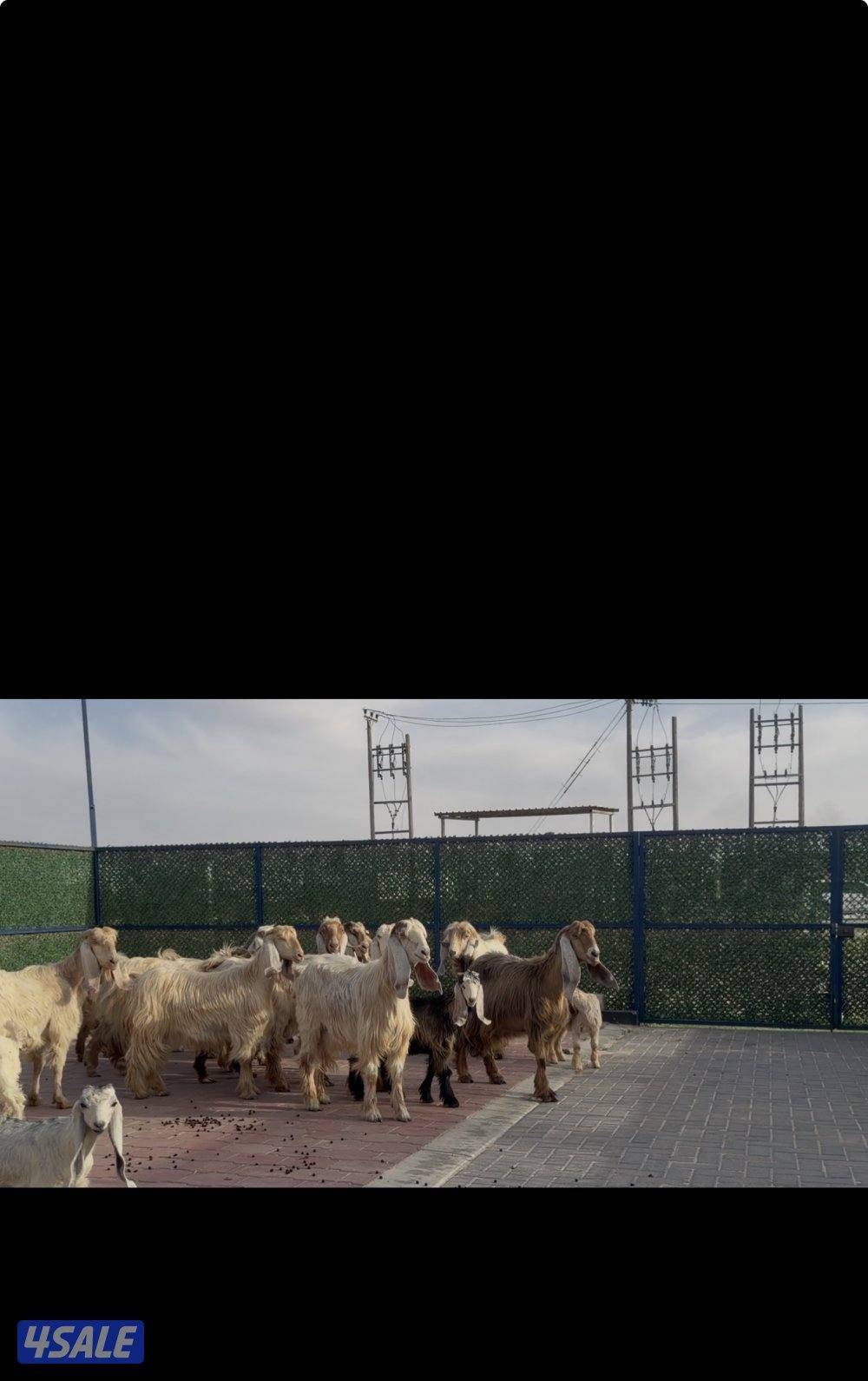 معزا عوارض كريميات العداد 13 مع التيس فيها مطافيل 10 تحتهم 116