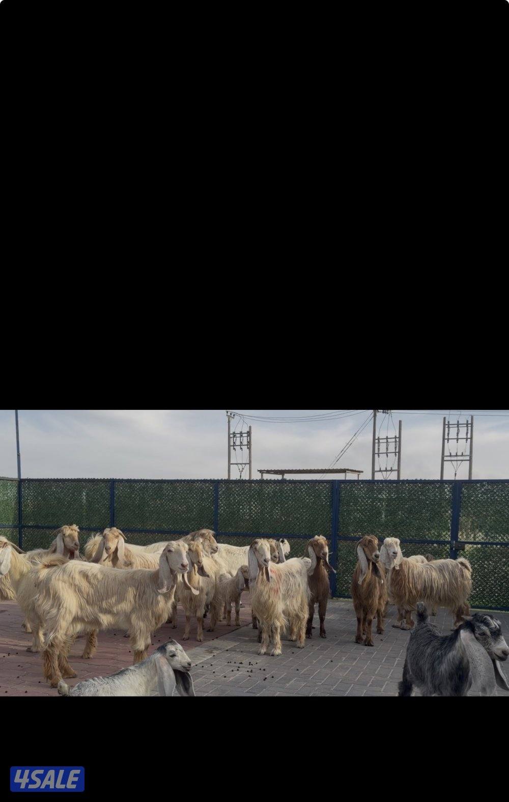 معزا عوارض كريميات العداد 13 مع التيس فيها مطافيل 10 تحتهم 117