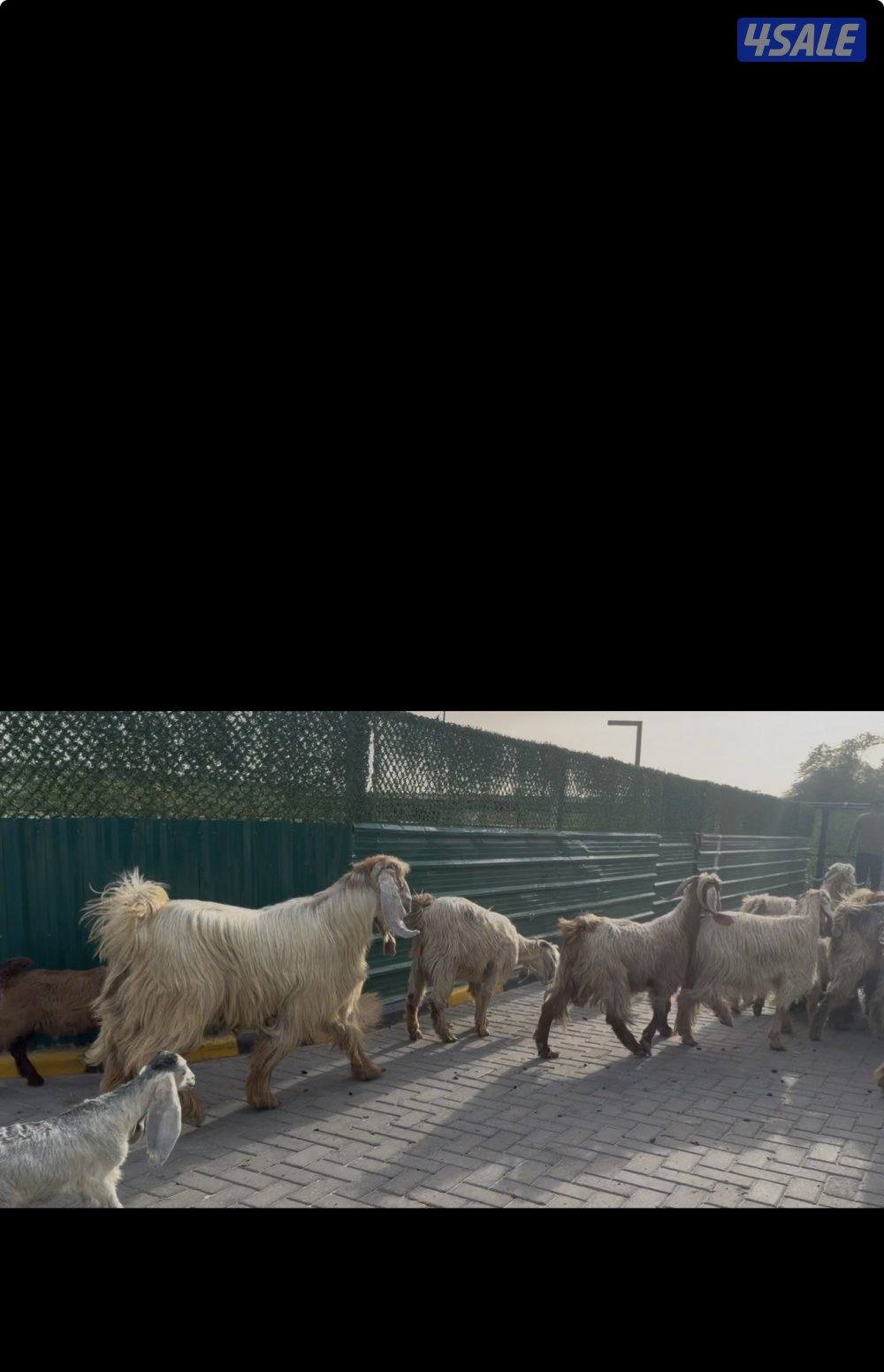 معزا عوارض كريميات العداد 13 مع التيس فيها مطافيل 10 تحتهم 118