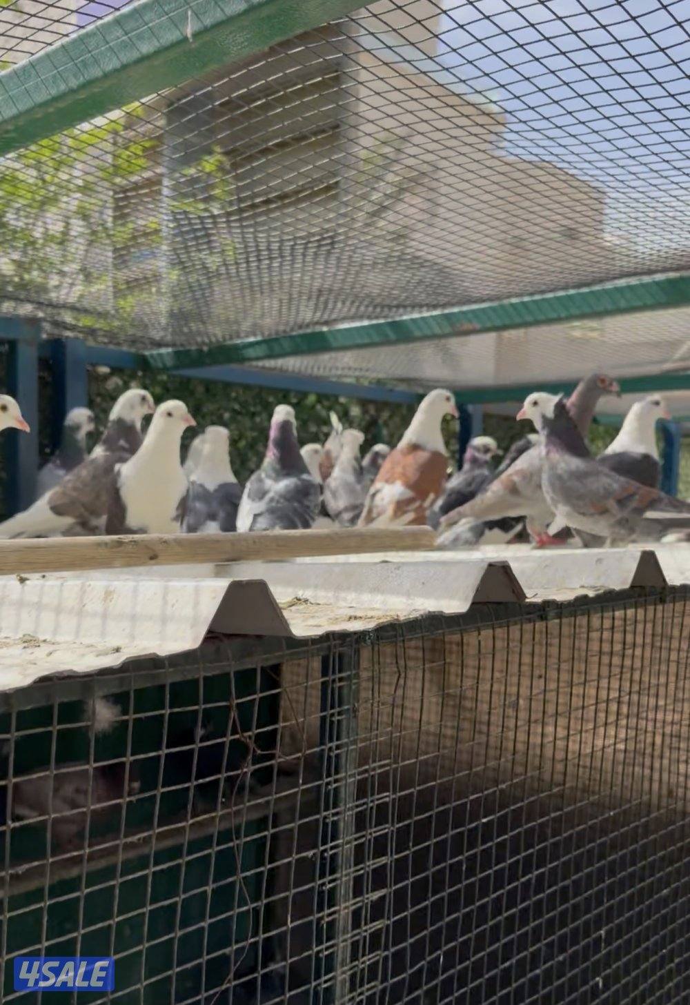 بيعه سريعه حمام بغدادي وفي مشكل يشابه البغدادي2