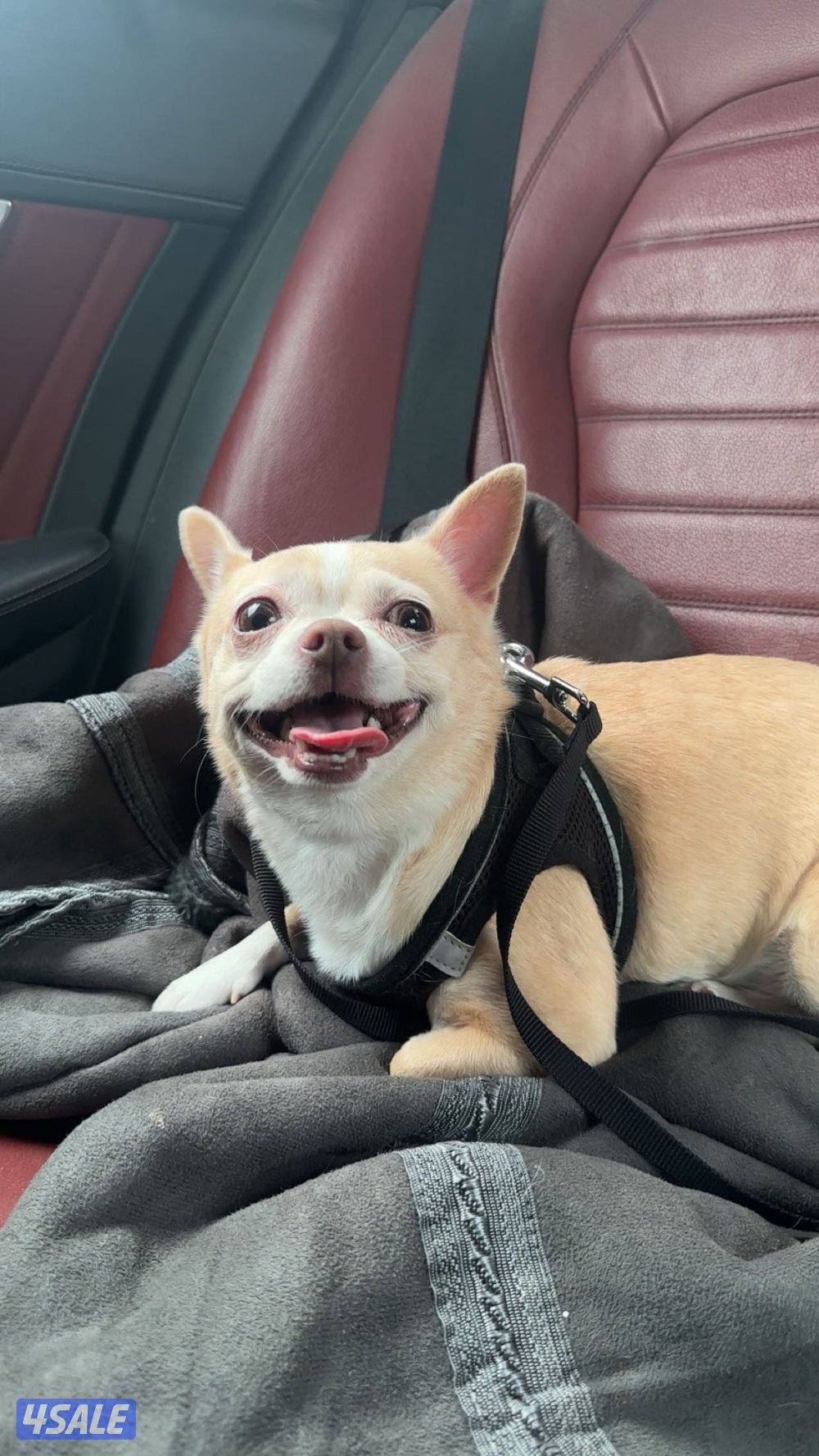 للبيع شيواوا1