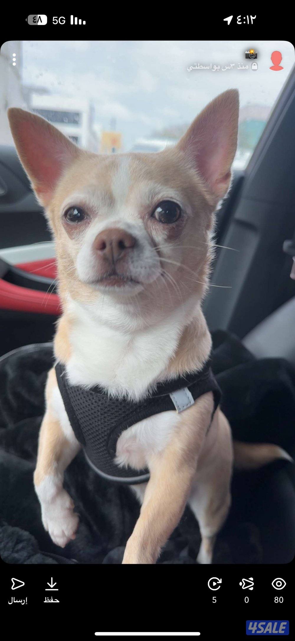 للبيع شيواوا0