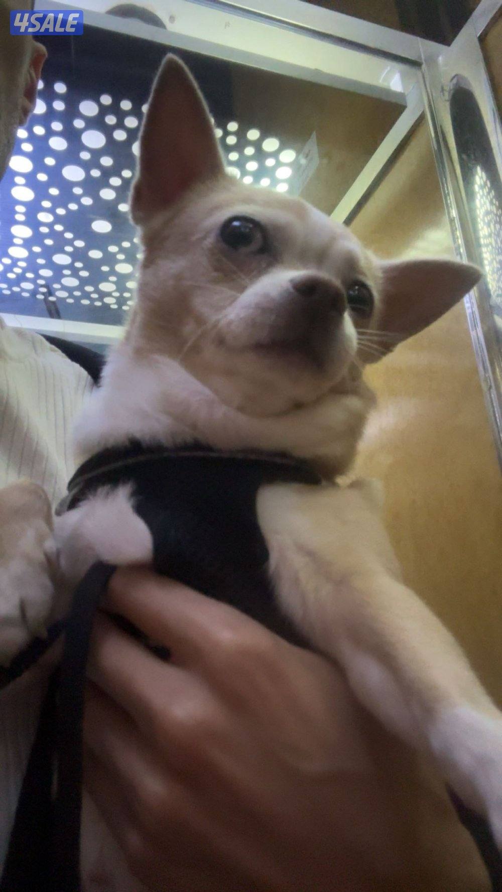 للبيع شيواوا2