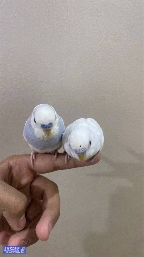 طيور حب ربوه شامل القفص والاكل والصحه ممتازه والوان واسعار مميزه0