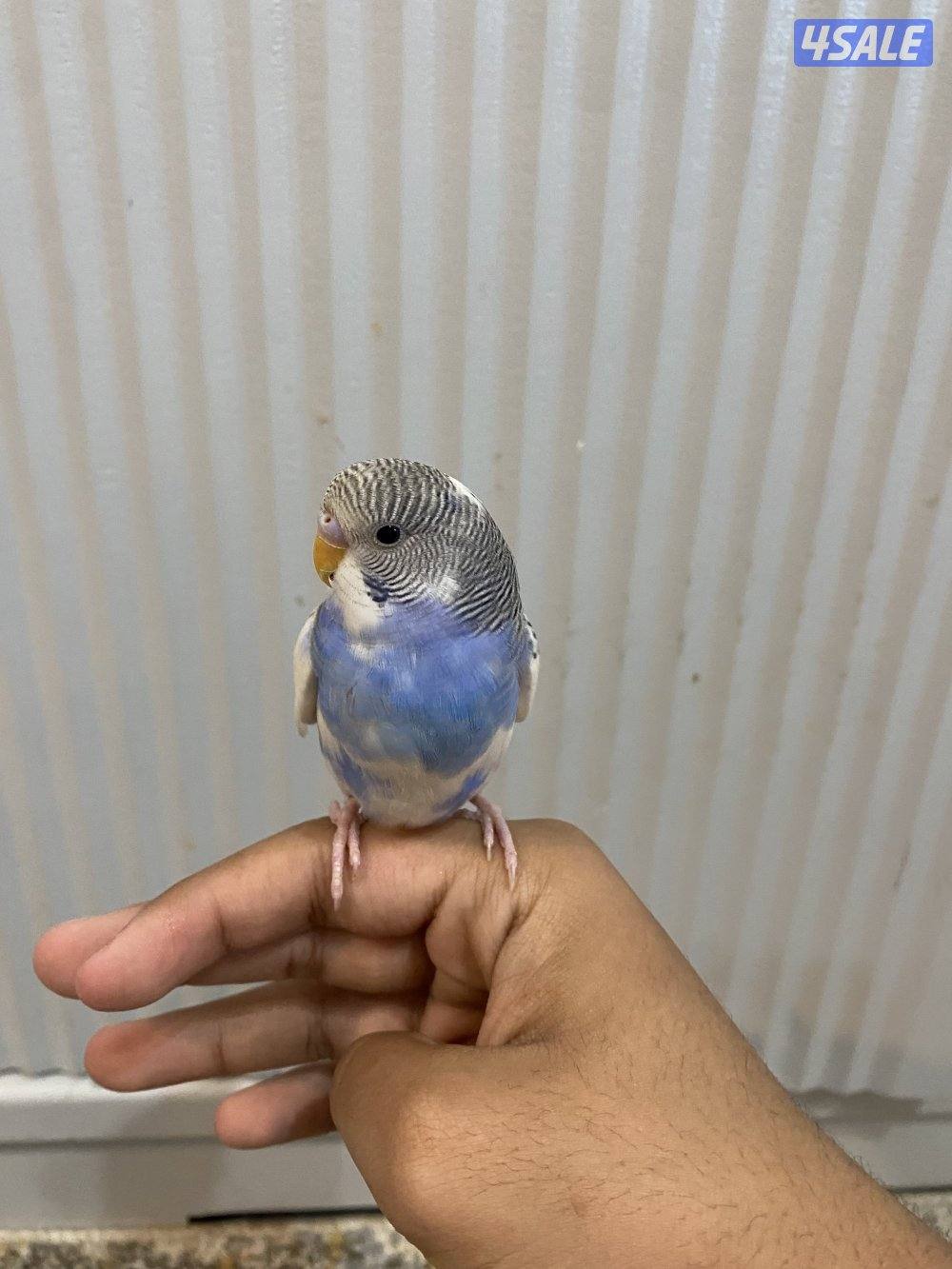 طيور حب ربوه شامل القفص والاكل والصحه ممتازه والوان واسعار مميزه1